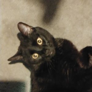 Meet your Posher, Donna